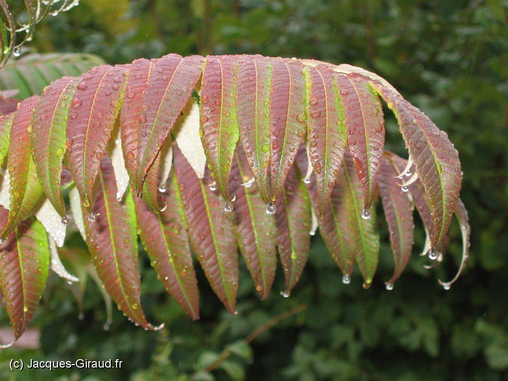 2005-10-01 12-03-52 Septembre 112,7mm 1_60_eme F4,9.JPG